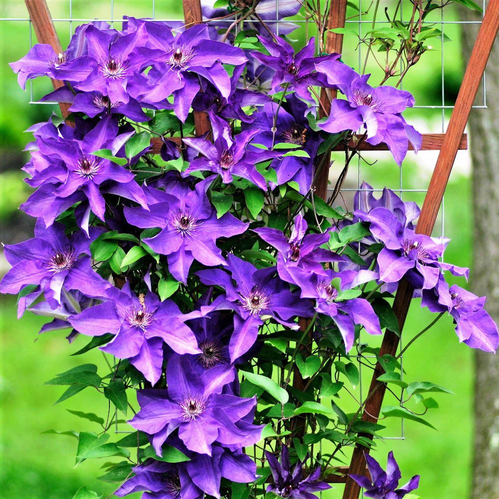 Clematis elnök fényképe és a fajta leírása