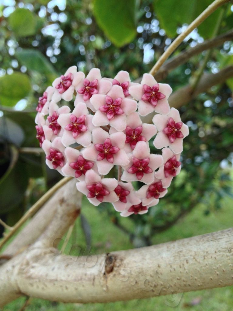 Hoya obovata splash