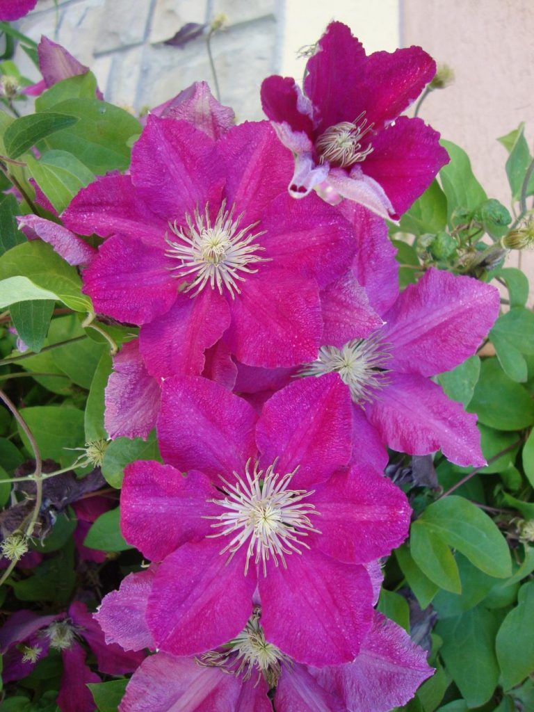 Ernest markham clematis