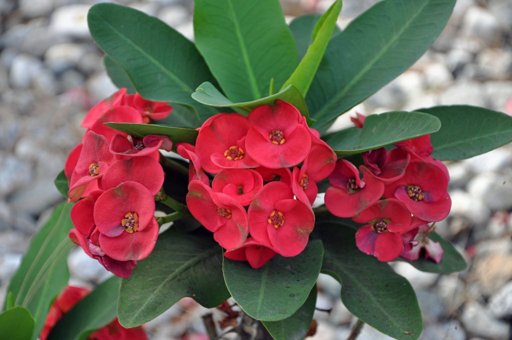 Spurge napakatalino