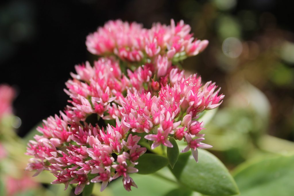 Sedum rubrotinctum