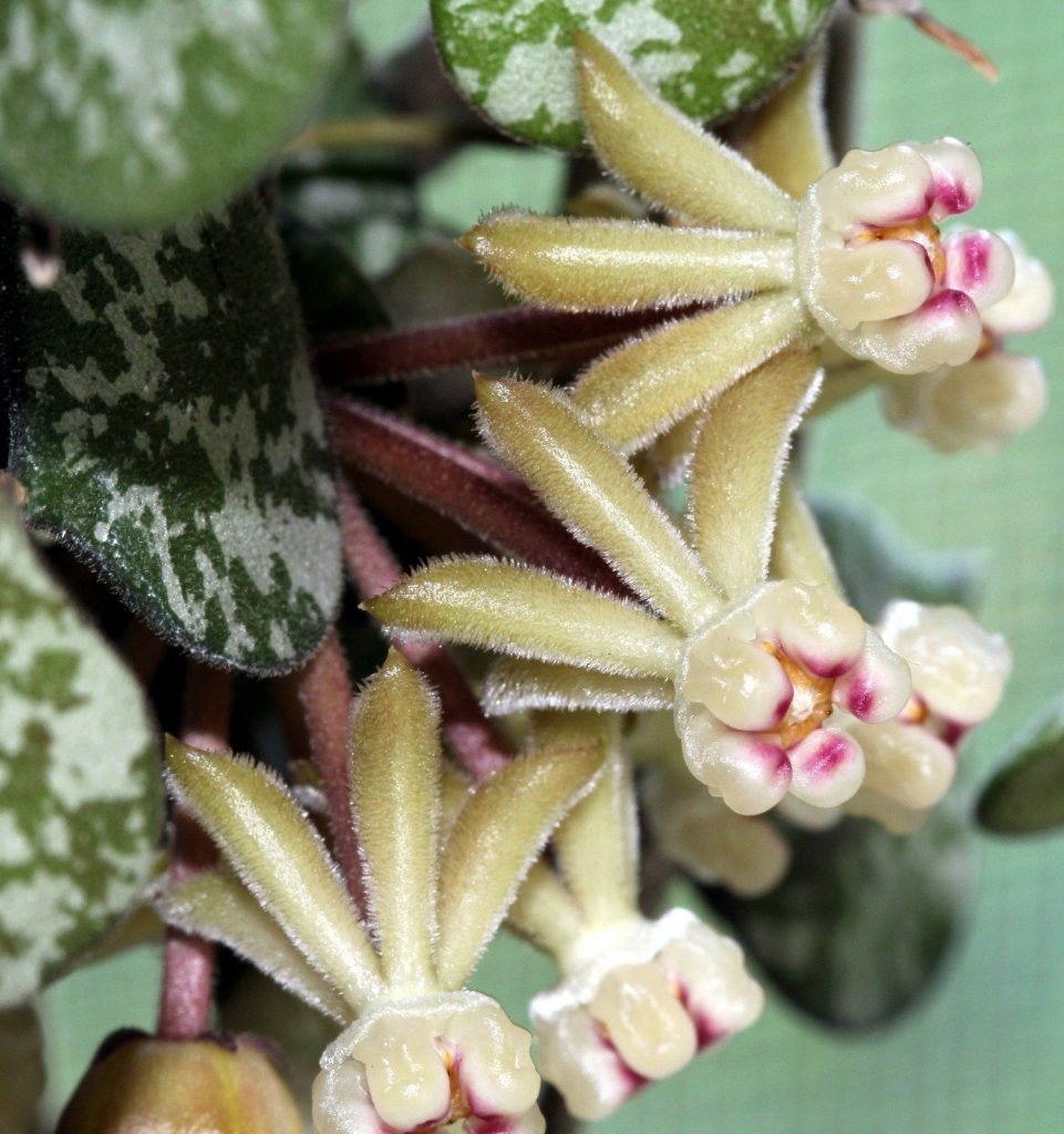 Hoya Gordisii