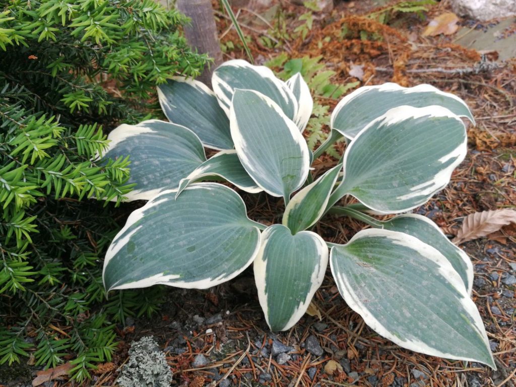 Photos de Hosta Blue Ivory