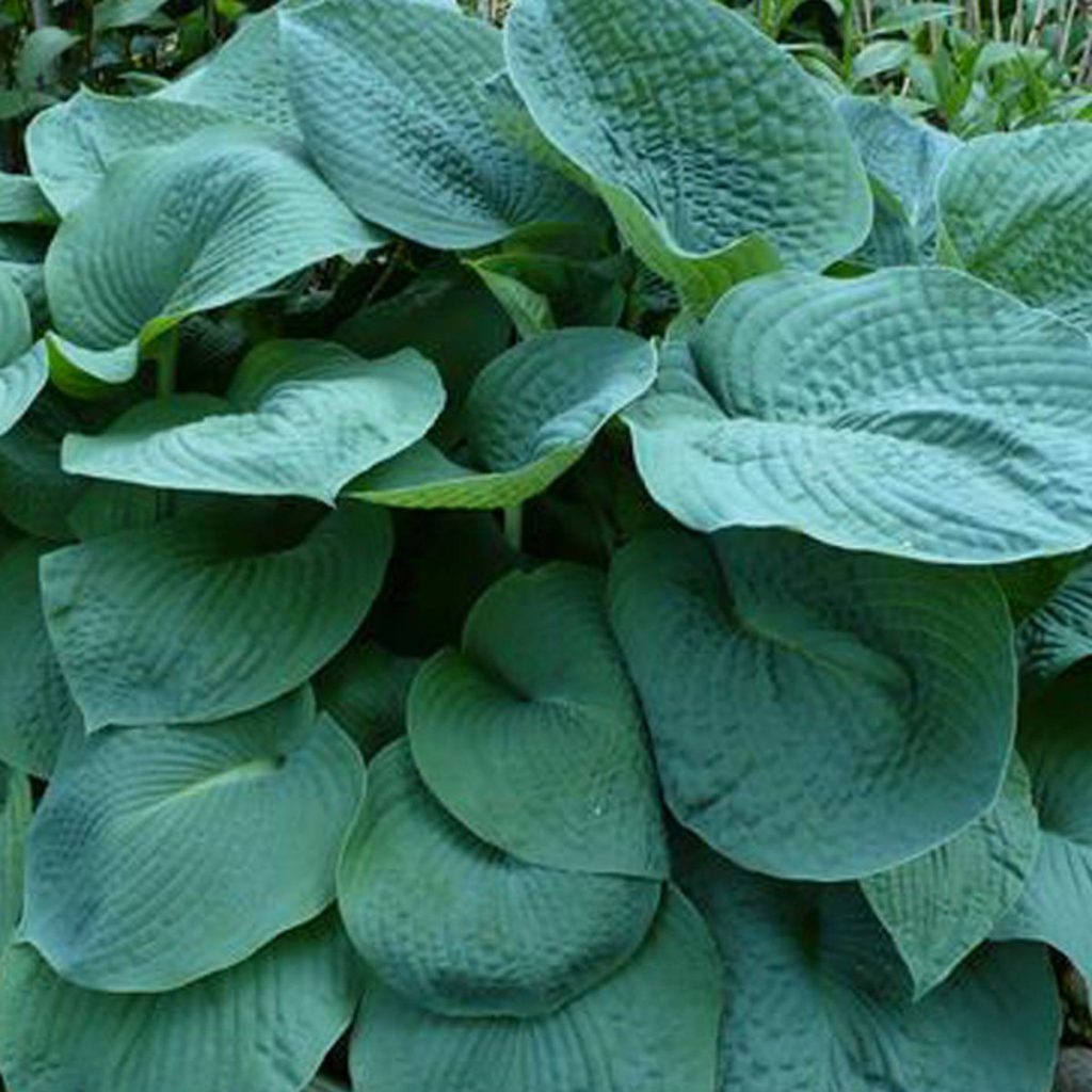 Hosta grand papa