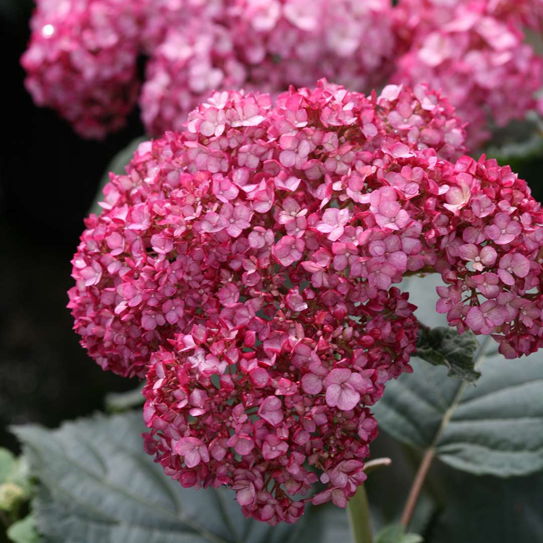 Hydrangea anabel pink