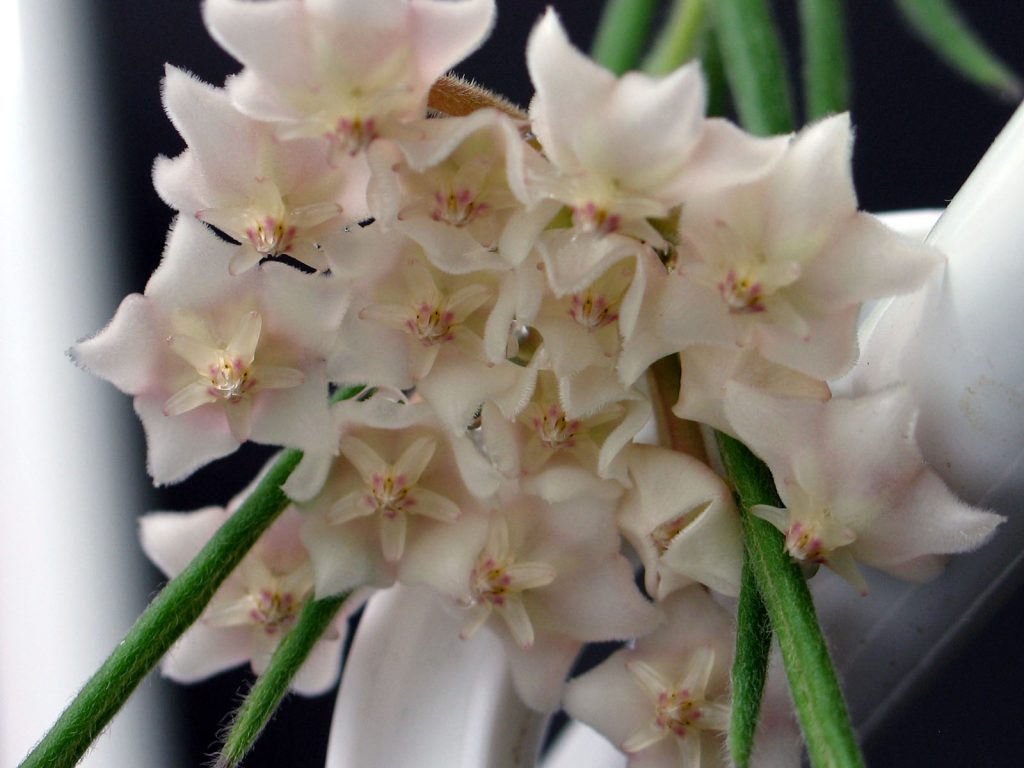 Hoya linearis litrato