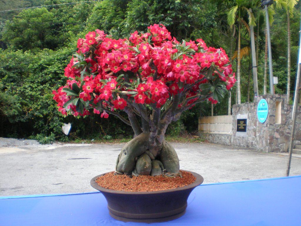 Larawan sa pangangalaga sa bahay ng Adenium