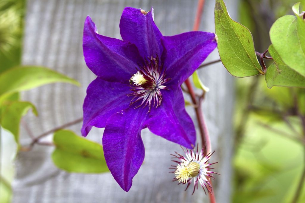 Description de Clematis Gypsy Queen