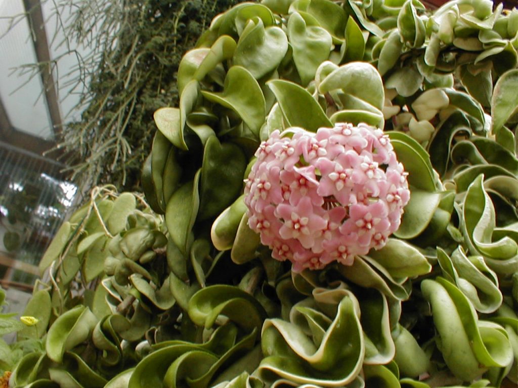 Hoya Compact larawan