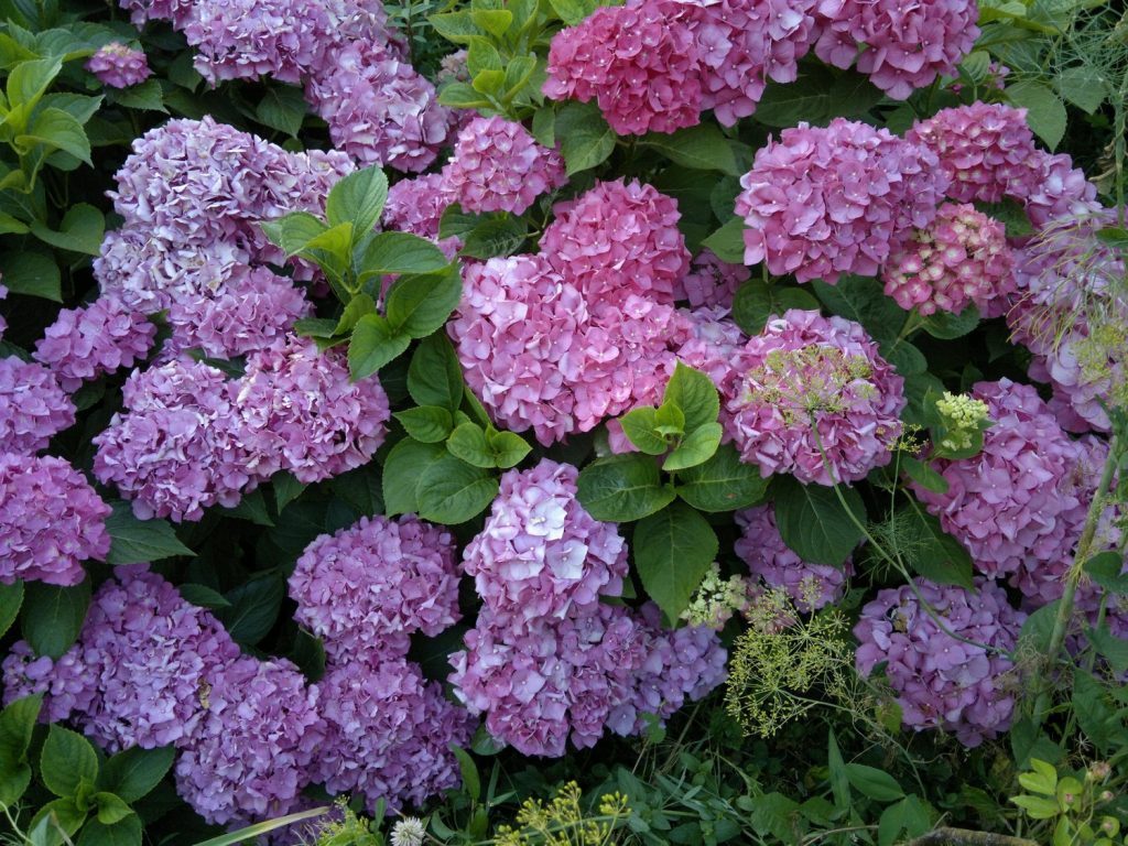 Larawan ng Hydrangea sunday fries