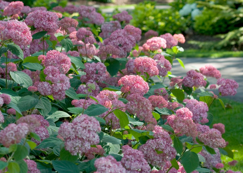 Pink na Annabelle hydrangea