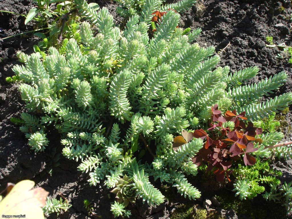 Sedum reflexum cristatum