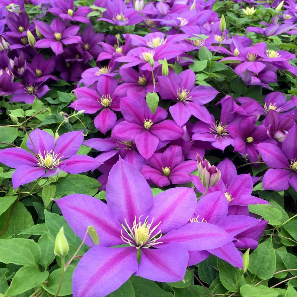 Clematis Manchu pagtatanim at pangangalaga