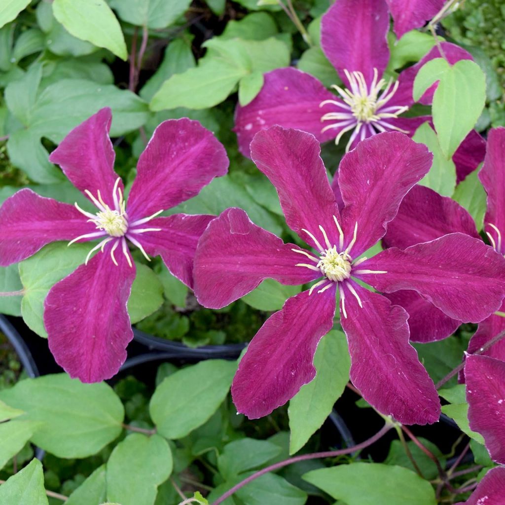 Description de la variété Clematis niobe