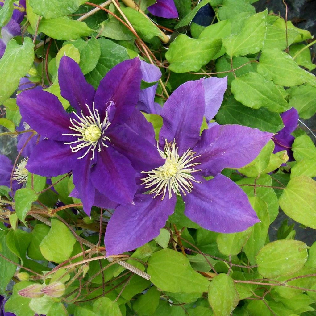 Larawan ni Clematis Manchu