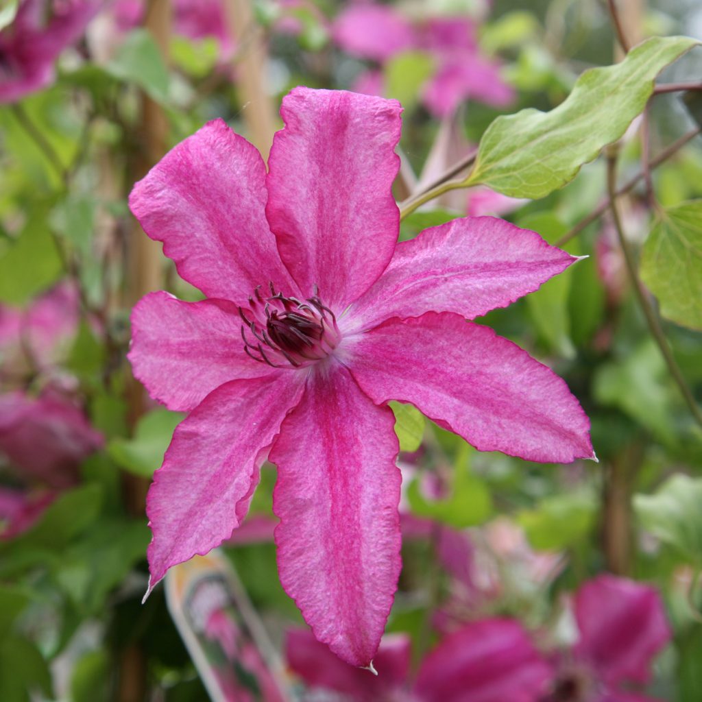 Clematis barbara jackman