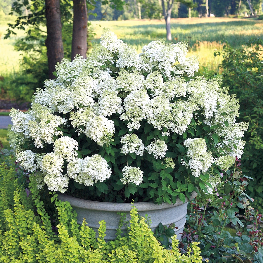 Hydrangea paniculata bobo