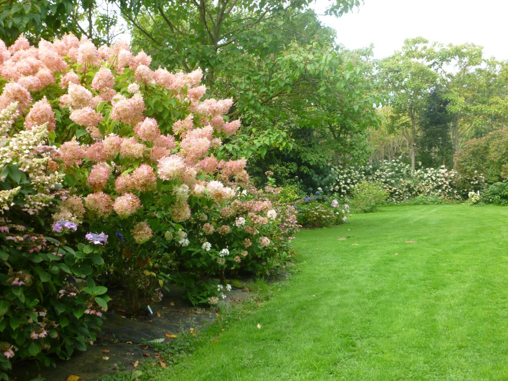 Hortensia fantôme