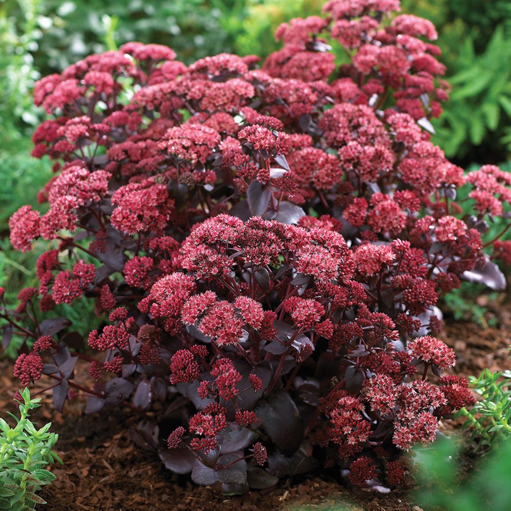 Sedum purpureum