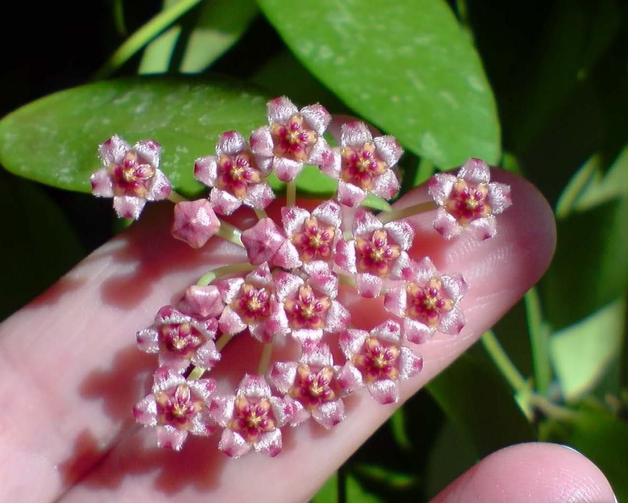 Hoya gracilis