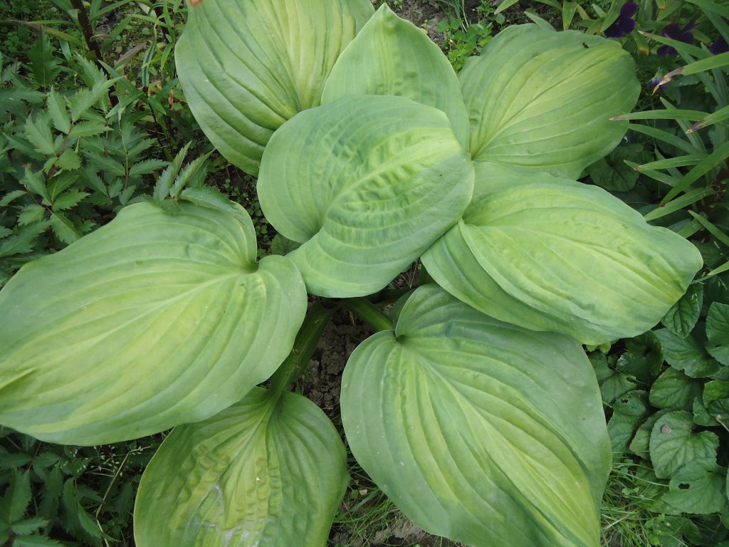 Larawan ng abukado ng hosta