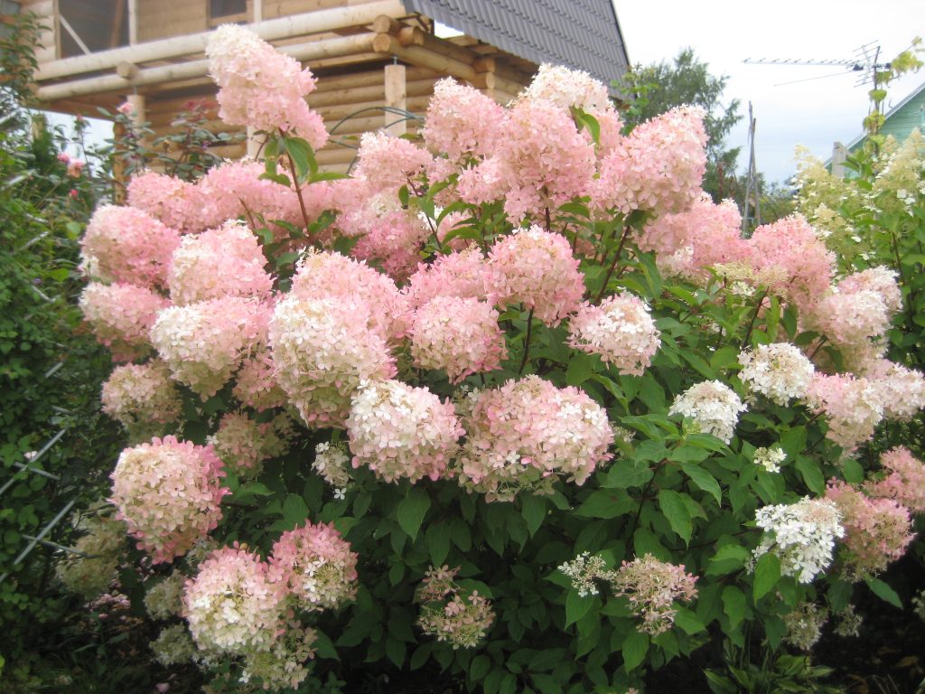 Hydrangea paniculata fantôme