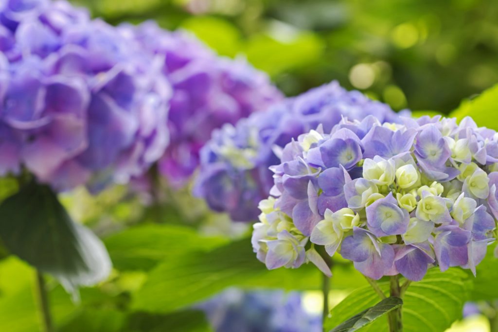 Terreau pour hortensias