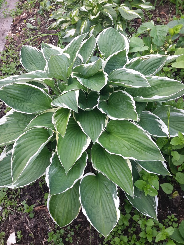 Hosta fortune patriot na paglalarawan