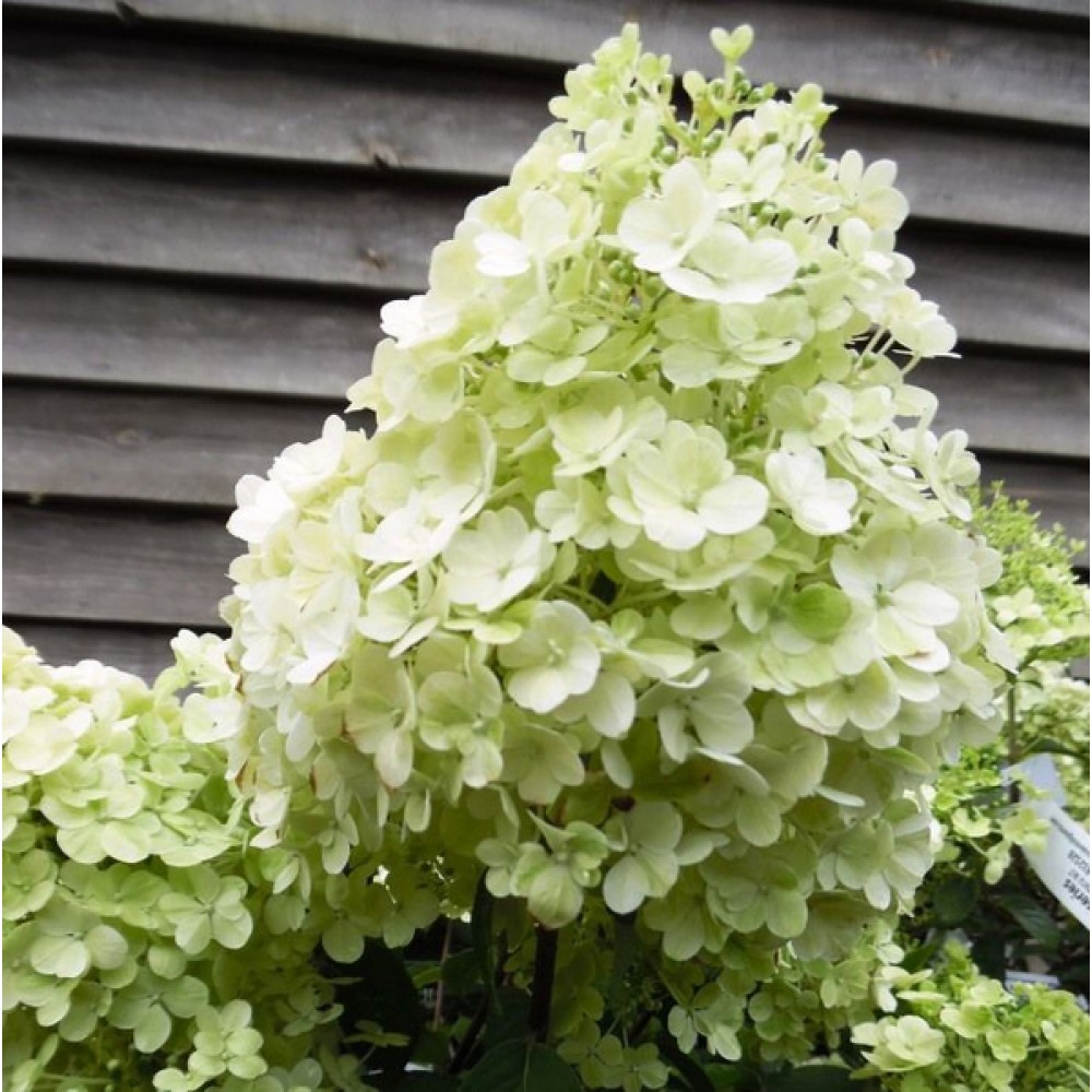 Description de l'Hydrangea paniculata bobo