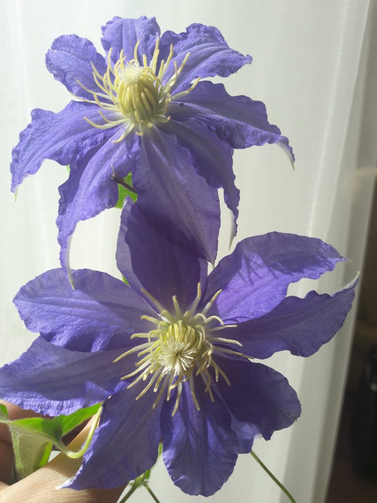 Clematis Anna allemand