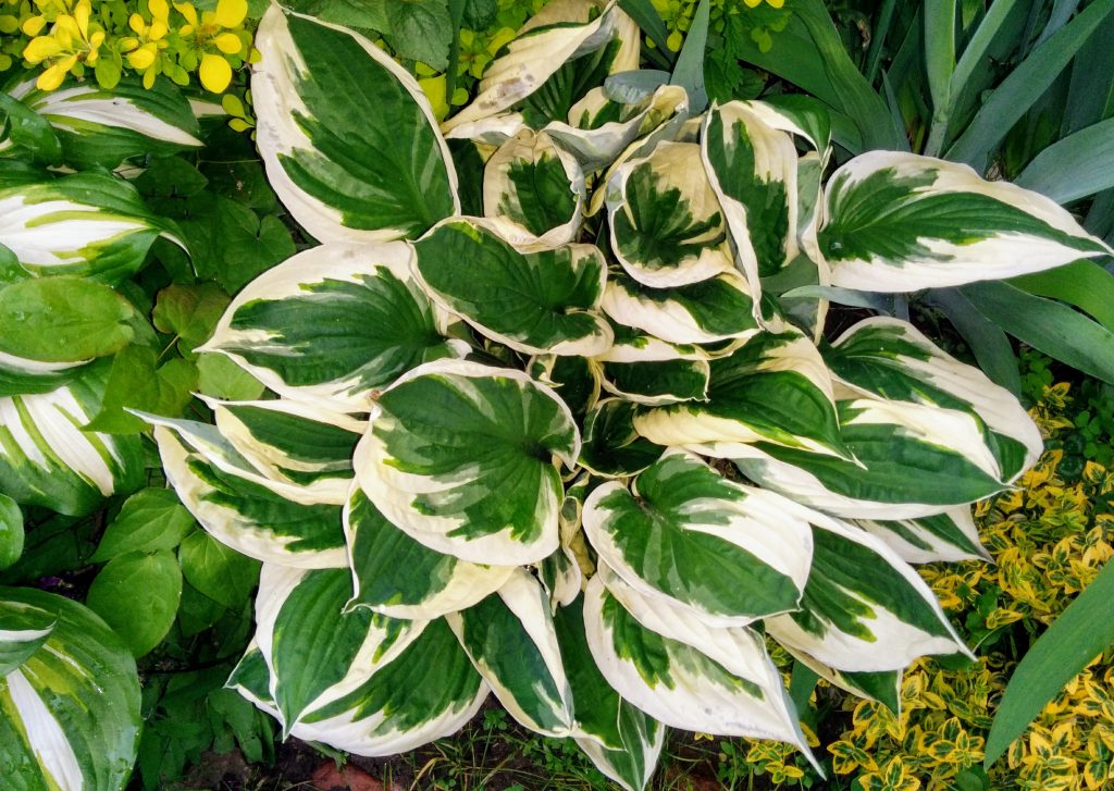 Hosta hybrid na patriot