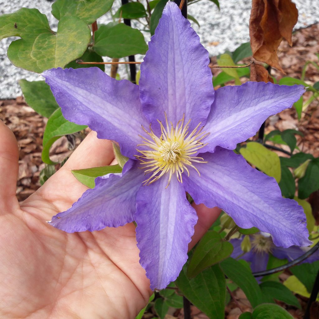 Groupe de coupe allemand Clematis anna