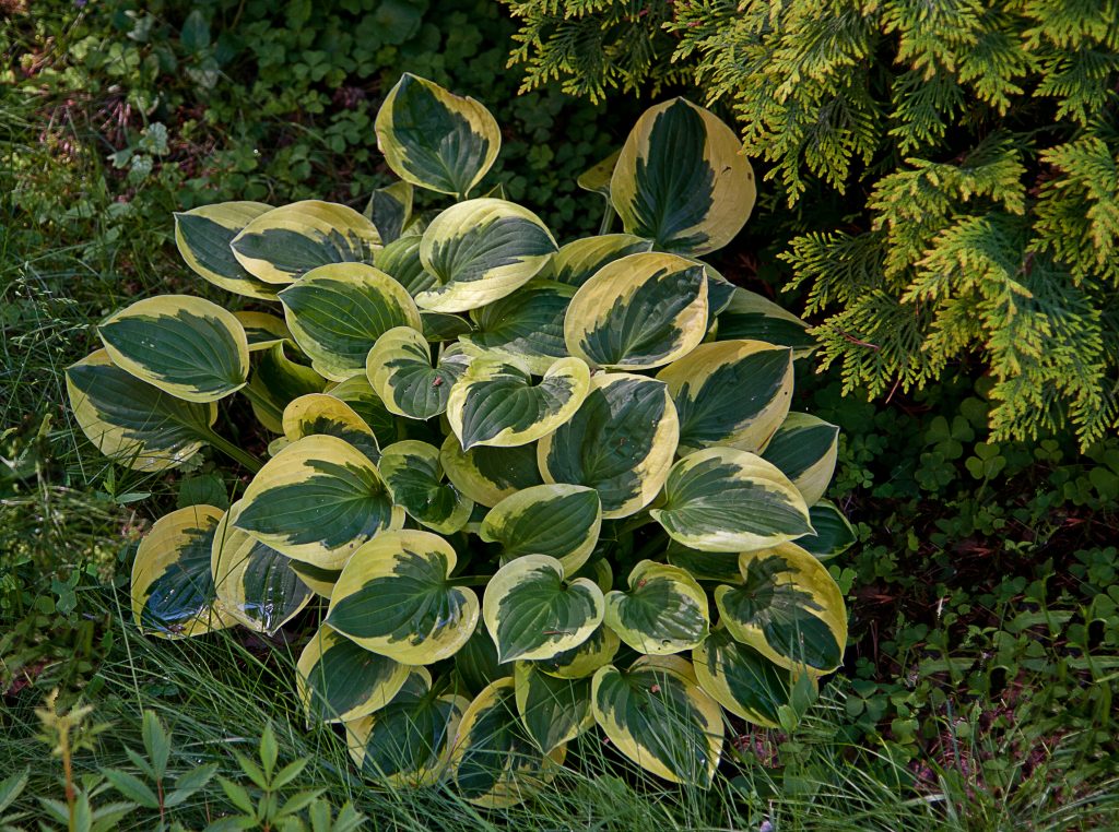 Larawan ng hosta brim cap