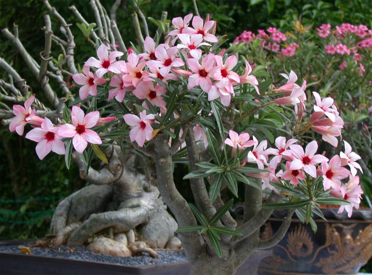 Mga larawan ng Adenium