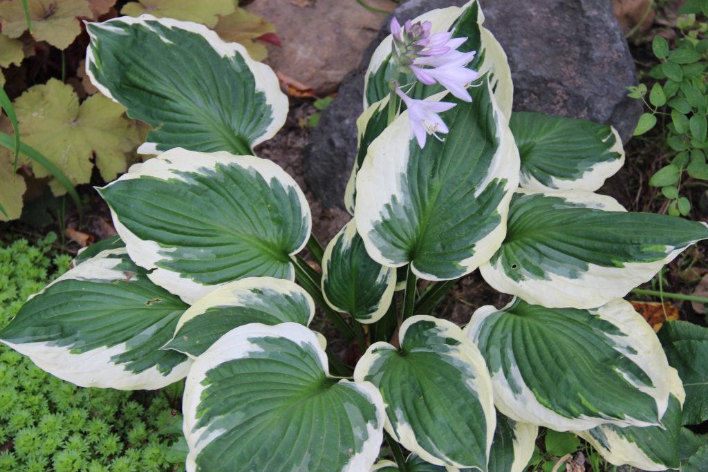 Hosta variety patriot