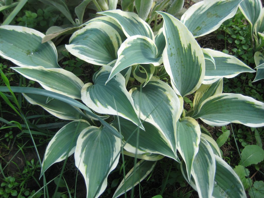 Description de la photo Hosta Blue Ivory