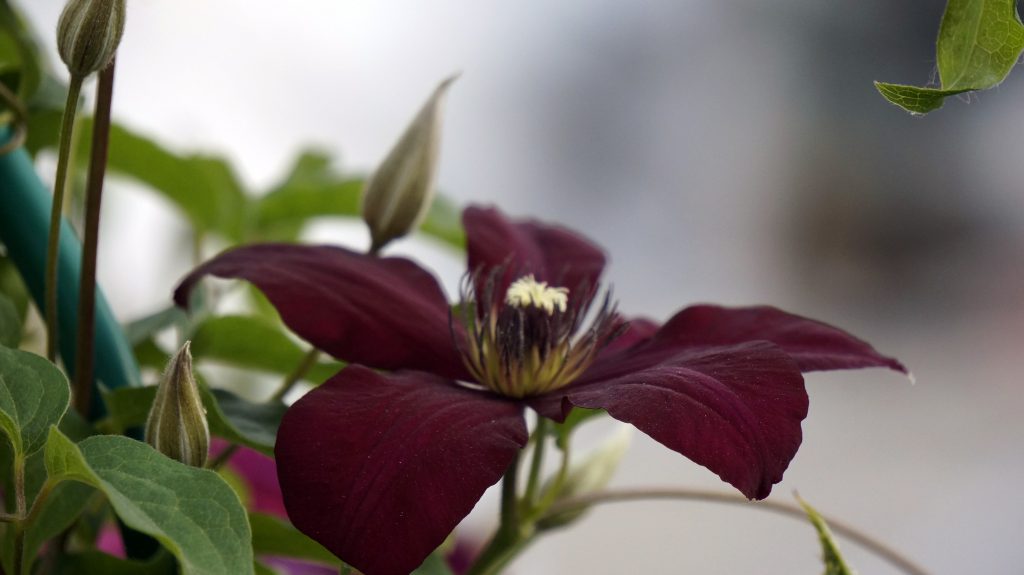 Avis sur Clematis Solidarité