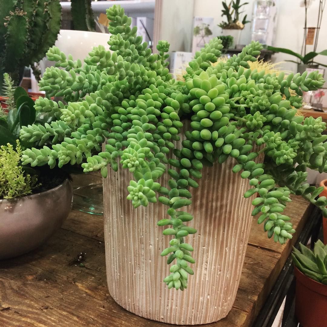 Sedum Burrito