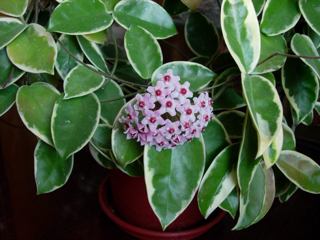 Hoya crimson queen litrato