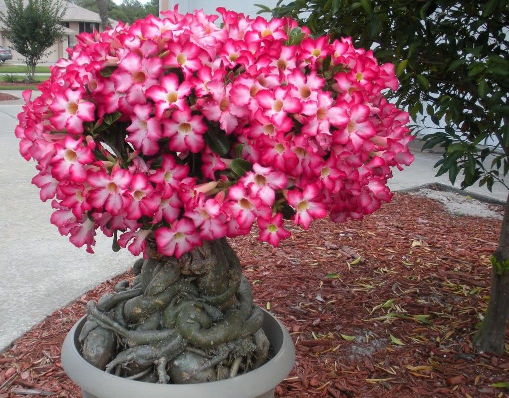 Adenium na bulaklak