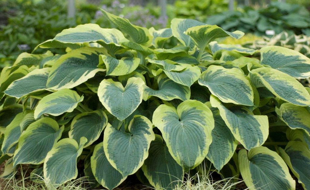 Hosta american halo