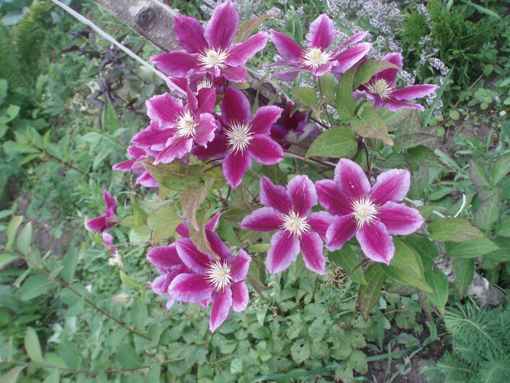 Chania clematis pruning