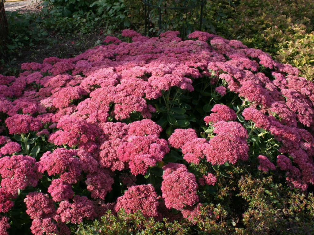 Bulaklak na stonecrop