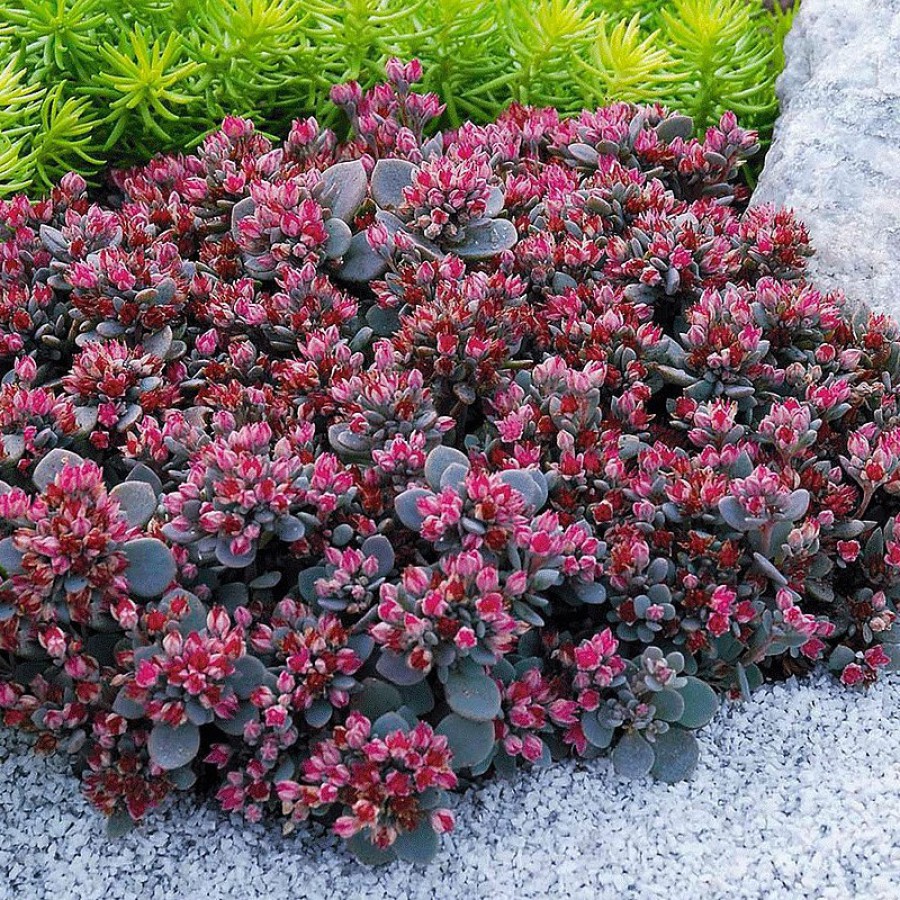 Mga barayti at uri ng sedum