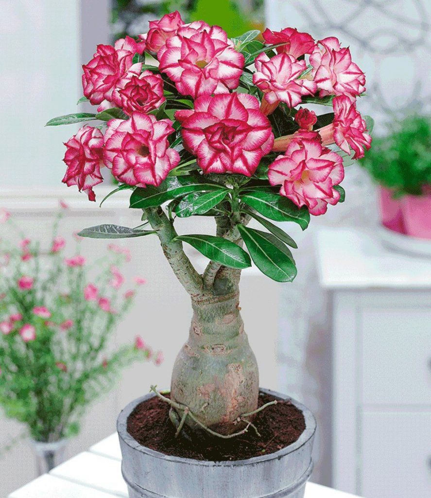 Larawan ng bulaklak ng Adenium