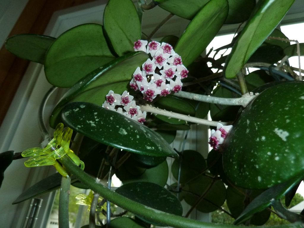 Hoya obovata