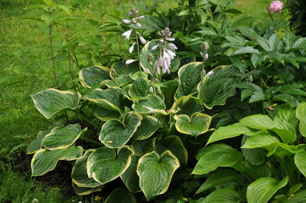 Hosta american halo