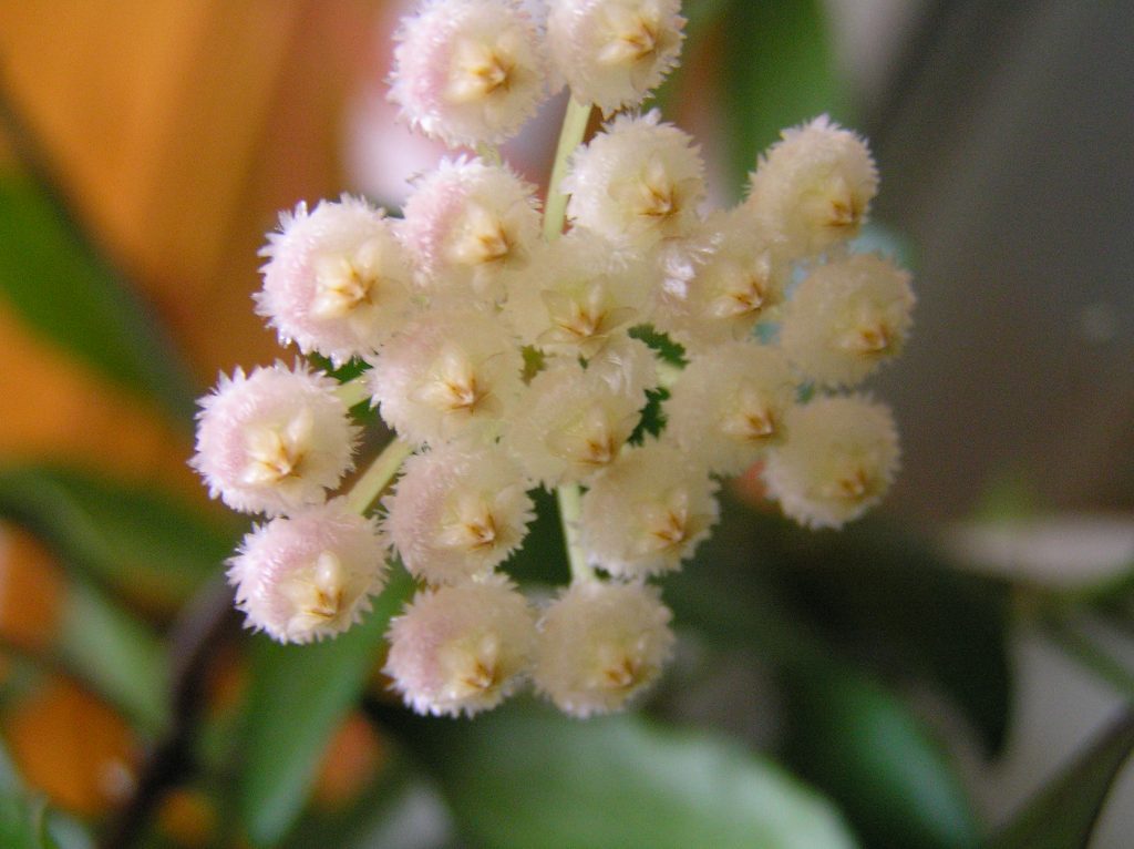 Hoya lacunosa snow cap