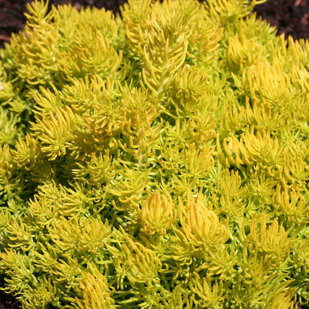 Nakahiga si Sedum