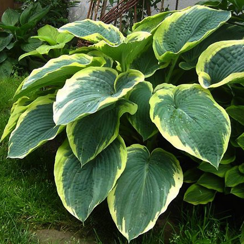 Paglalarawan ng hosta american halo